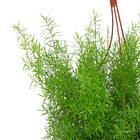 Aspargo Alfinete Cuia 21