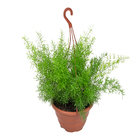 Aspargo Alfinete Cuia 21