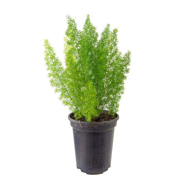 Aspargo Real (Rabo de Gato) Pote 15