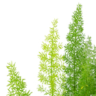 Aspargo Real (Rabo de Gato) Pote 15