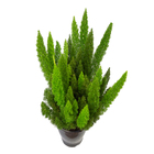 Aspargo Real (Rabo de Gato) Pote 19