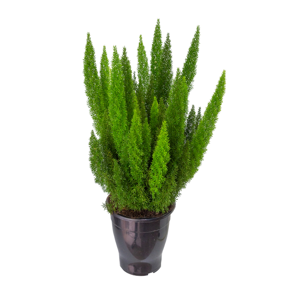 Aspargo Real (Rabo de Gato) Pote 19