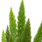 Aspargo Real (Rabo de Gato) Pote 19