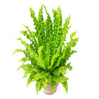 Asplenium Crispy Wave P19