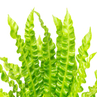 Asplenium Crispy Wave P19