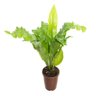 Aspleniium Nidus P24