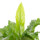 Aspleniium Nidus P24