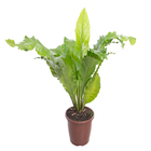 Aspleniium Nidus P24