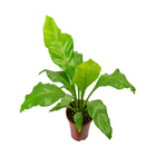 Asplênio Nidus Pote 14