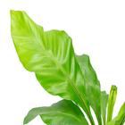 Asplênio Nidus Pote 14