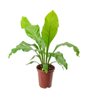 Asplênio Nidus Pote 14