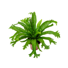 Asplenium Crissie Pote 14