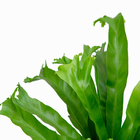 Asplenium Crissie Pote 14