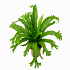 Asplenium Crissie Pote 14