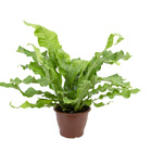 Asplenium Crocodilo Pt19