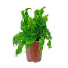 Asplenium Hurricane PT15