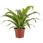 Asplenium Variado Pote 15 Planta Natural