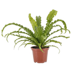 Asplenium Variado Pote 15 Planta Natural