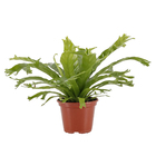 Asplenium Variado Pote 15 Planta Natural