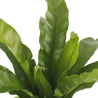 Asplenium Variado Pote 15 Planta Natural