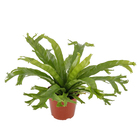 Asplenium Variado Pote 15 Planta Natural