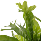 Asplenium Variado Pote 15 Planta Natural