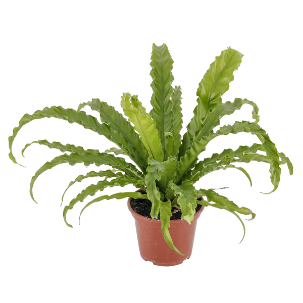 Asplenium Variado Pote 15 Planta Natural