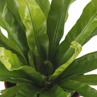 Asplenium Variado Pote 15 Planta Natural