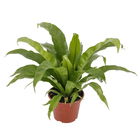 Asplenium Variado Pote 15 Planta Natural