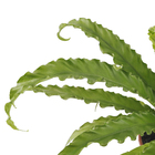 Asplenium Variado Pote 15 Planta Natural
