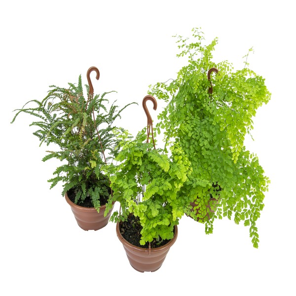 Avenca Capillus-Veneris Sortida Cuia 21 Planta Natural