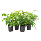 Avenca Variada Pote 14