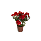 Azaleia Pote 10 Planta Sortida Natural