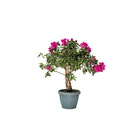Azaleia Pote 11 Planta Sortida Natural