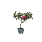 Azaleia Pote 12 Planta Sortida Natural