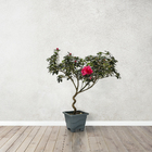 Azaleia Pote 12 Planta Sortida Natural