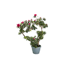 Azaleia Pote 13 Planta Sortida Natural