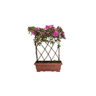 Azaleia Pote 14 Planta Sortida Natural