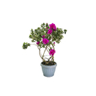 Azaleia Pote 15 Planta Sortida Natural
