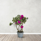 Azaleia Pote 15 Planta Sortida Natural
