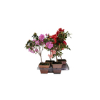 Azaleia Pote 20 Planta Sortida Natural