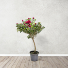 Azaleia Pote 20 Planta Sortida Natural