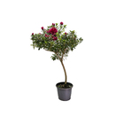 Azaleia Pote 20 Planta Sortida Natural