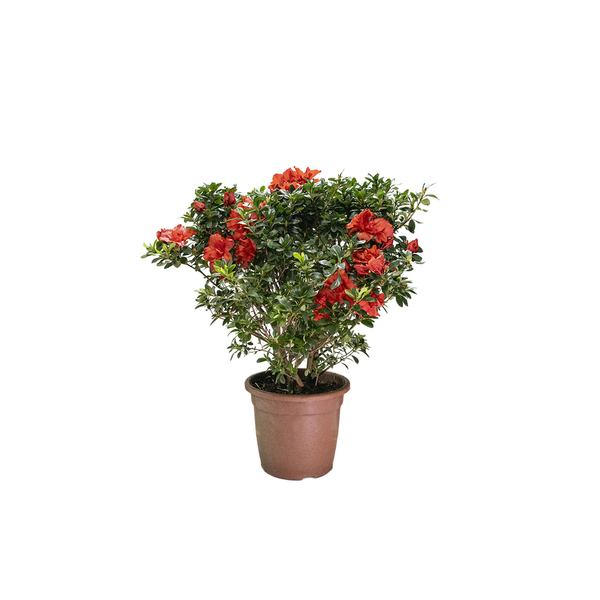 Azaleia Pote 27 Planta Sortida Natural