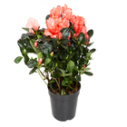 Azaléia Rhododendron simsii Pote 14 Planta Natural