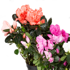 Azaléia Rhododendron simsii Pote 14 Planta Natural