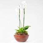 Bacia Siena 12x26cm Café