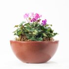 Bacia Siena 12x26cm Café