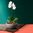 Bacia Siena 12x26cm Pedra