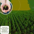 Balcão De Cozinha Com Tampo 2 Portas 0,70m Pérola Castanho/of